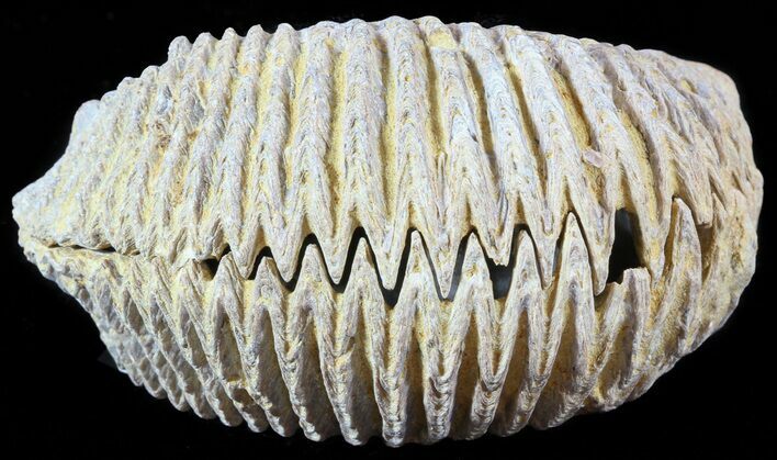 Cretaceous Fossil Oyster (Rastellum) - Madagascar #49883